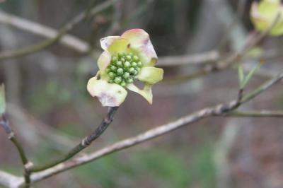 Cornus florida (Flowering Dogwood), flower, full