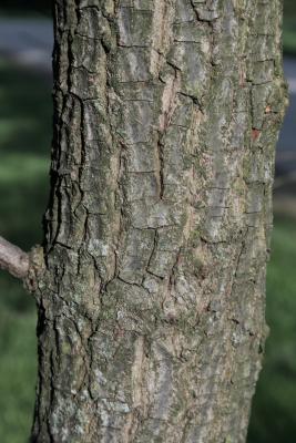 Cornus alternifolia 'W. Stackman' (GOLDEN SHADOWS® Pagoda Dogwood PP11287), bark, trunk