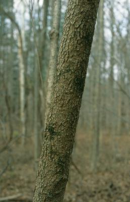 Cornus florida (Flowering Dogwood), bark, mature