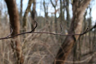 Cornus alternifolia (Pagoda Dogwood), bark, twig