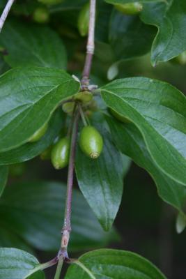 Cornus mas (Cornelian-cherry Dogwood), fruit, immature