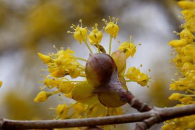 Cornus mas (Cornelian-cherry Dogwood), flower, side