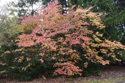 Cornus florida (Flowering Dogwood), habit, fall