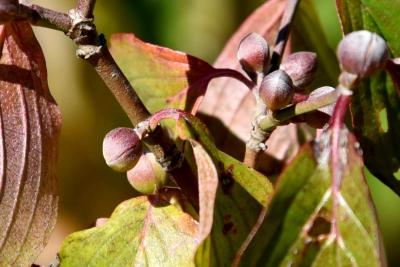 Cornus mas (Cornelian-cherry Dogwood), bud, flower