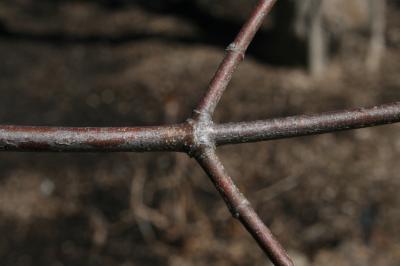 Cornus mas (Cornelian-cherry Dogwood), bark, twig