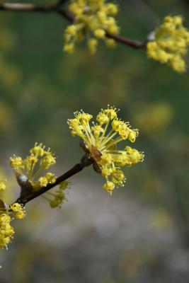 Cornus mas (Cornelian-cherry Dogwood), flower, full