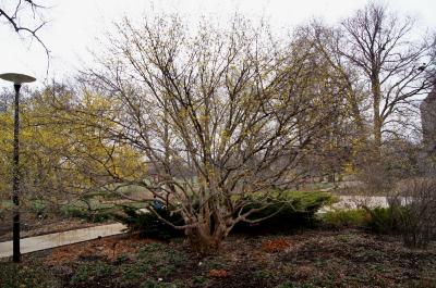 Cornus mas (Cornelian-cherry Dogwood), habit, spring