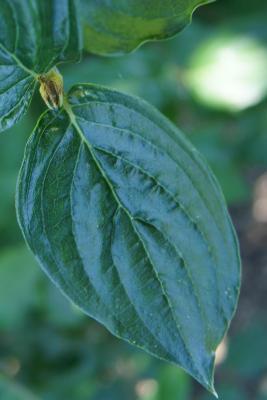 Cornus mas 'Golden Glory' (Golden Glory Cornelian-cherry Dogwood), leaf, upper surface