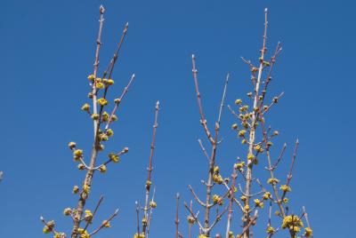 Cornus mas 'Golden Glory' (Golden Glory Cornelian-cherry Dogwood), habit, spring
