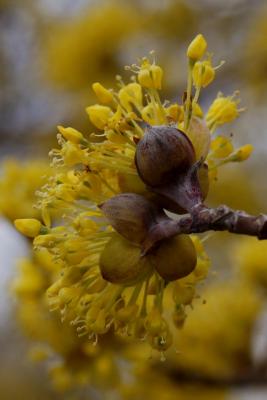 Cornus mas (Cornelian-cherry Dogwood), flower, side