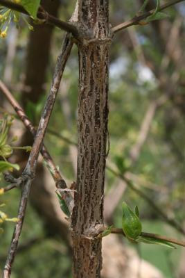 Cornus mas (Cornelian-cherry Dogwood), bark, twig