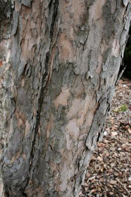 Cornus mas (Cornelian-cherry Dogwood), bark, trunk