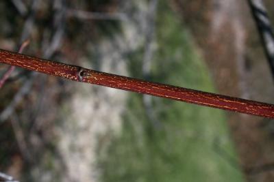 Cornus macrophylla (Large-leaved Dogwood), bark, twig