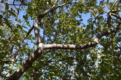 Cornus mas (Cornelian-cherry Dogwood), bark, branch
