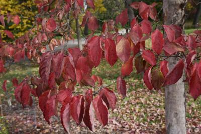 Cornus florida (Flowering Dogwood), leaf, fall