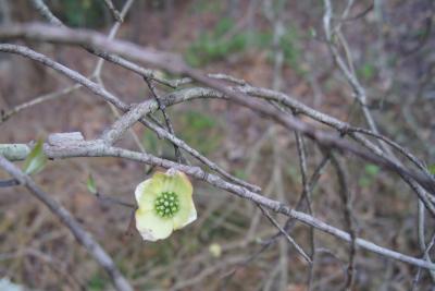 Cornus florida (Flowering Dogwood), flower, full