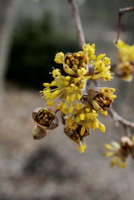 Cornus mas (Cornelian-cherry Dogwood), flower, full