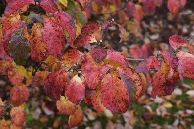 Cornus florida (Flowering Dogwood), leaf, fall