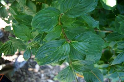 Cornus mas 'Golden Glory' (Golden Glory Cornelian-cherry Dogwood), leaf, summer