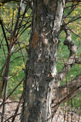 Cornus mas (Cornelian-cherry Dogwood), bark, trunk