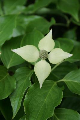 Cornus kousa subsp. chinensis (Chinese Kousa Dogwood), flower, full
