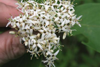 Cornus racemosa (Gray Dogwood), flower, full