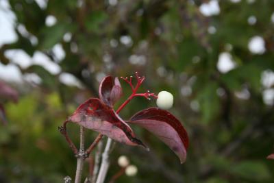 Cornus racemosa (Gray Dogwood), fruit, mature