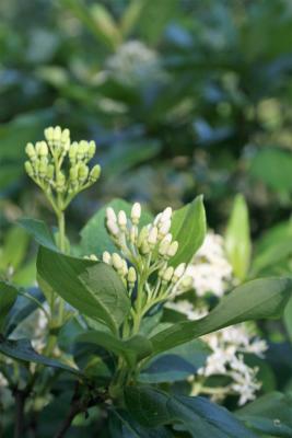 Cornus racemosa (Gray Dogwood), bud, flower