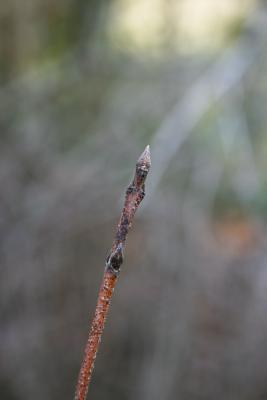 Cornus racemosa (Gray Dogwood), bud, terminal