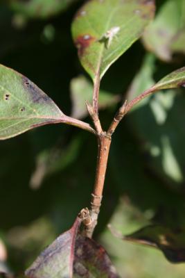Cornus racemosa (Gray Dogwood), bud, terminal