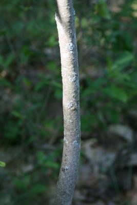 Cornus racemosa (Gray Dogwood), bark, trunk