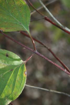 Cornus racemosa (Gray Dogwood), bud, lateral