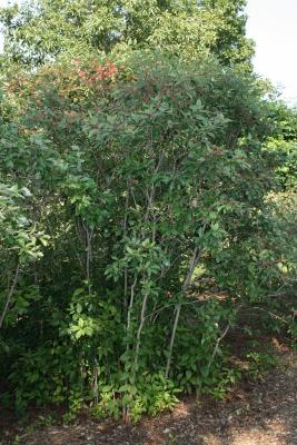 Cornus racemosa (Gray Dogwood), habit, summer
