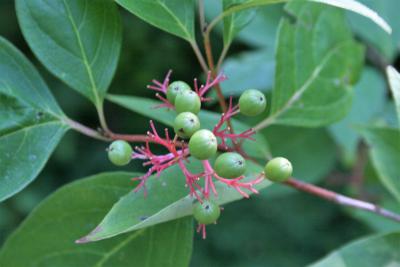 Cornus racemosa (Gray Dogwood), fruit, immature