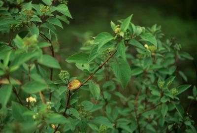 Cornus sericea subsp. sericea (Red-osier Dogwood), habit, summer