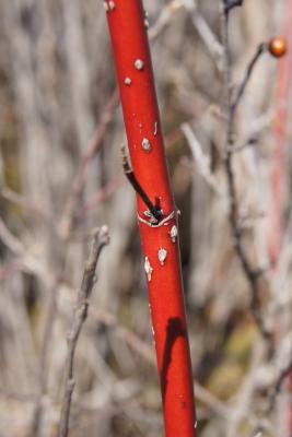 Cornus sericea subsp. sericea (Red-osier Dogwood), bark, stem