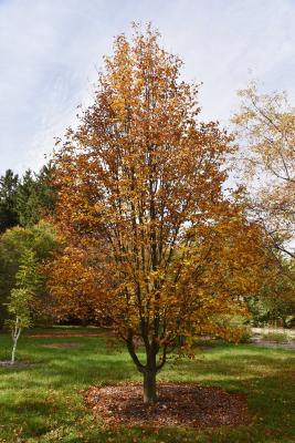 Sorbus alnifolia (Korean Mountain-ash), habit, fall