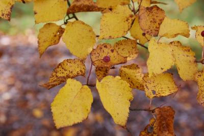 Sorbus alnifolia (Korean Mountain-ash), leaf, fall