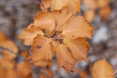 Sorbus alnifolia (Korean Mountain-ash), leaf, fall