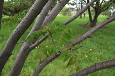 Sorbus (discolor × pohuashanensis) (Mountain-ash), bark, branch
