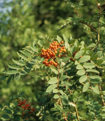 Sorbus decora (Showy Mountain-ash), leaf, summer, infructescence