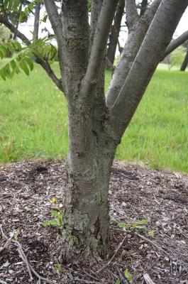 Sorbus (discolor × pohuashanensis) (Mountain-ash), bark, trunk