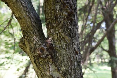 Sorbus torminalis (Checkertree Mountain-ash), bark, trunk