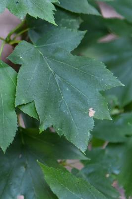 Sorbus torminalis (Checkertree Mountain-ash), leaf, upper surface