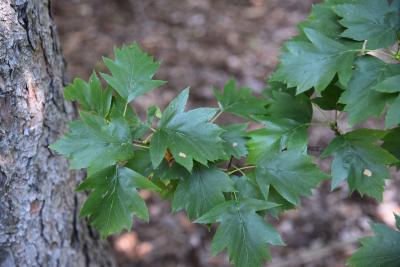 Sorbus torminalis (Checkertree Mountain-ash), leaf, summer