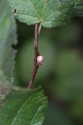 Corylus americana (American Hazelnut), bud, lateral