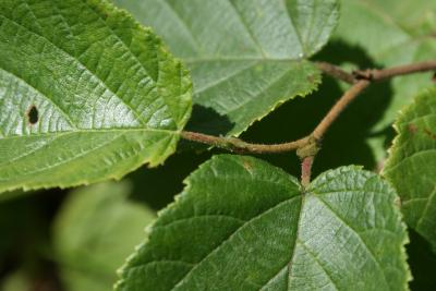 Corylus americana (American Hazelnut), bark, twig