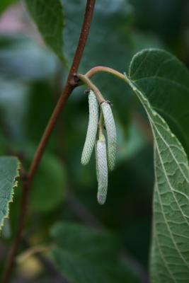 Corylus americana (American Hazelnut), bud, flower