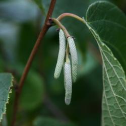 Corylus americana (American Hazelnut), bud, flower