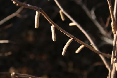 Corylus americana (American Hazelnut), bud, staminate